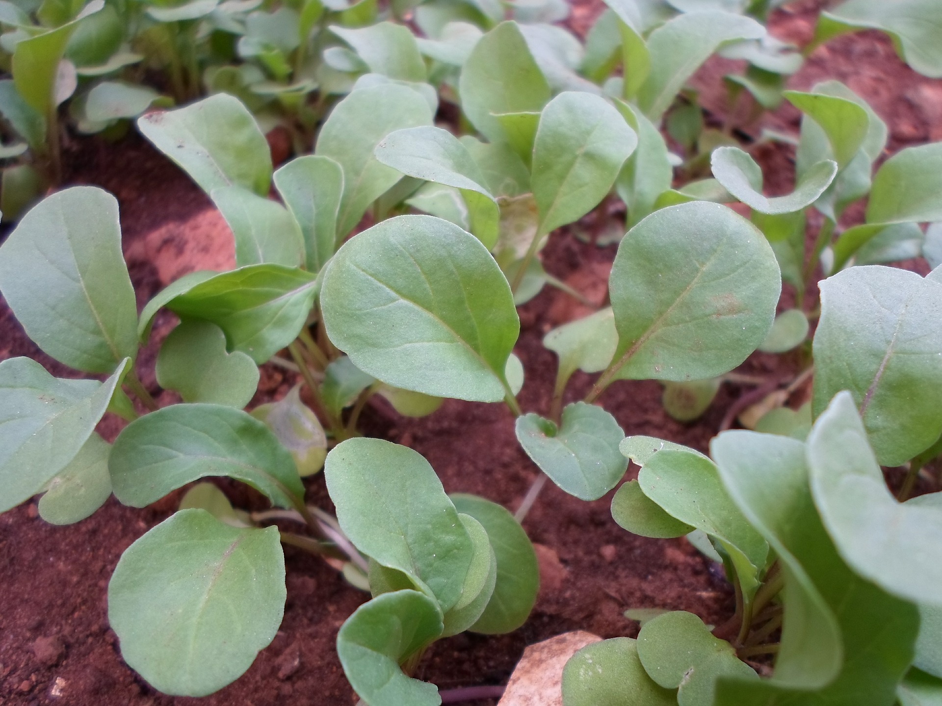 Arugula Vegetable image